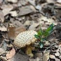 Agaricaceae