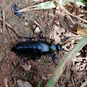 Violet Oil Beetle