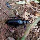 Violet Oil Beetle