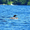 Common Loon