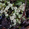 Squamulose Lichen