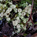 Squamulose Lichen