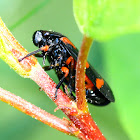 Froghopper; Cigarra espumadora