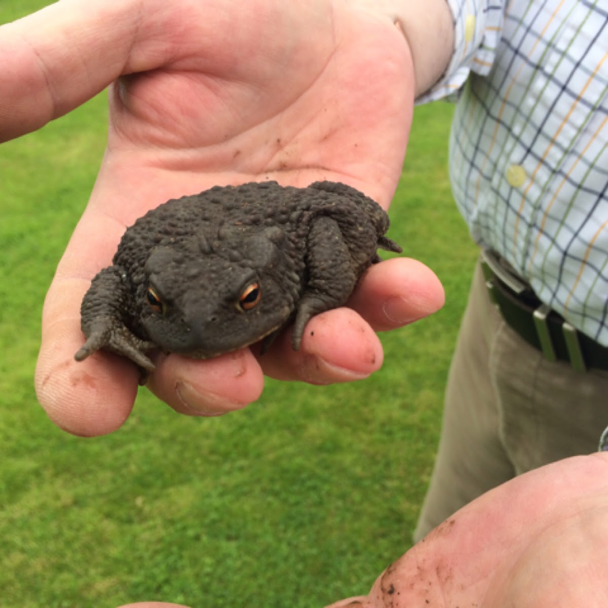 Common Toad