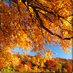 Autumn Wallpapers Apk