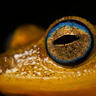 Coorg Yellow Bush Frog