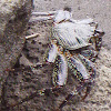 Thin Shelled Rock Crab, A'ama, Natal Lightfoot Crab