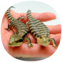 How to Take Care of Reptiles  Amphibians Guide