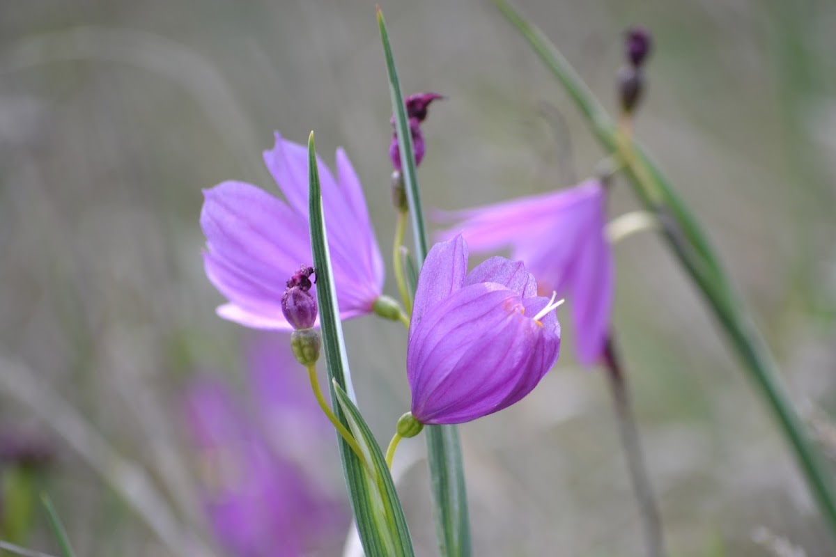 Grass Widow