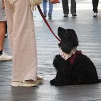 Cagnolino attento di 