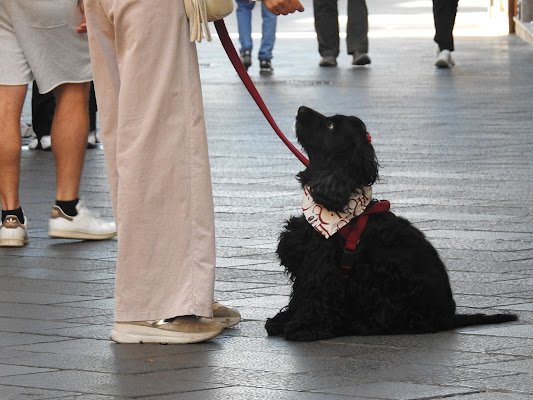 Cagnolino attento di Tanjiro