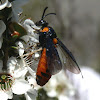 Sawfly