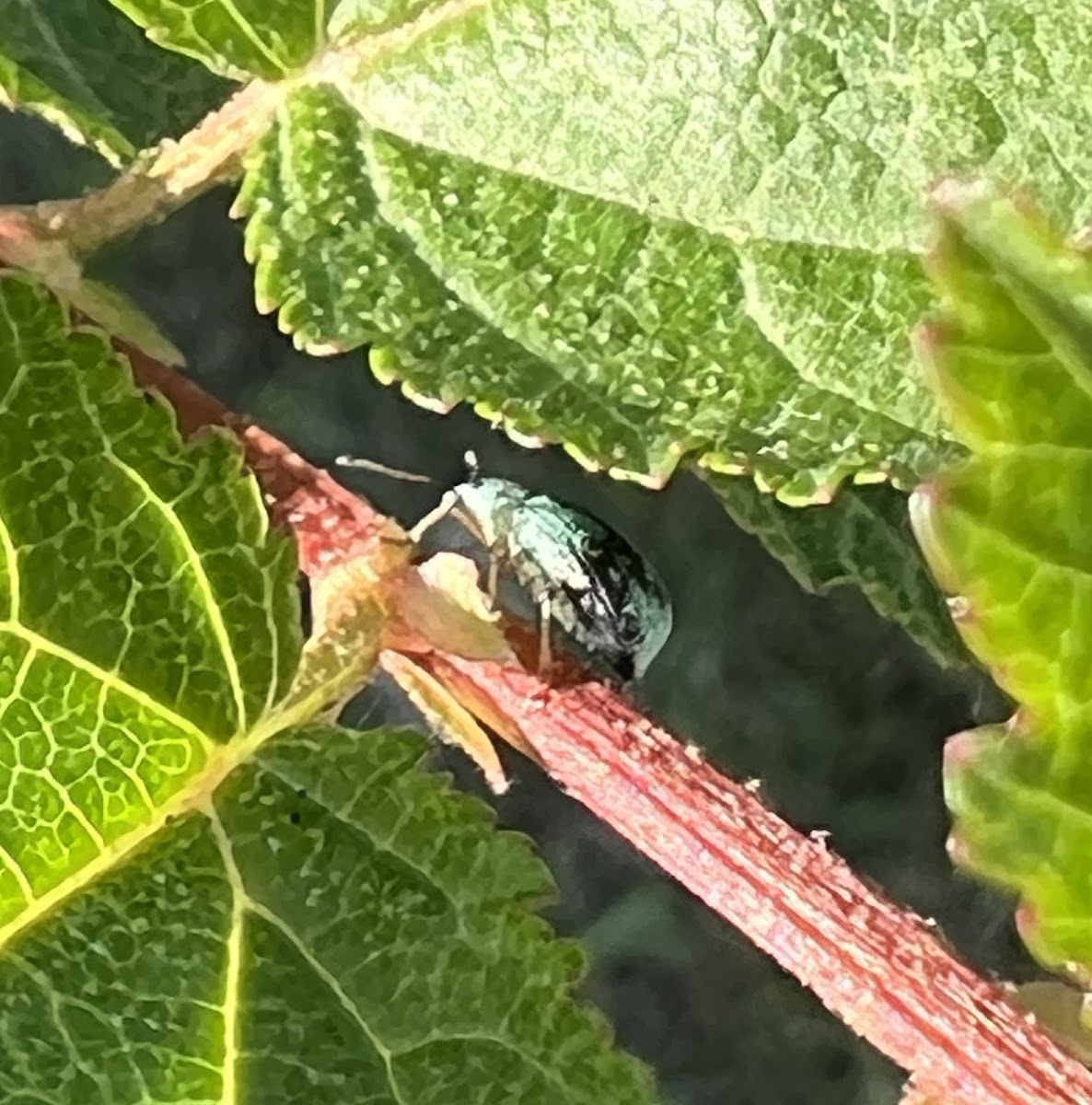 Green Immigrant Leaf Weevil