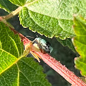 Green Immigrant Leaf Weevil