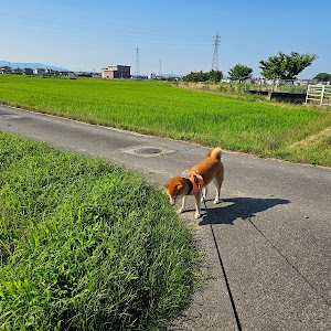 クオン