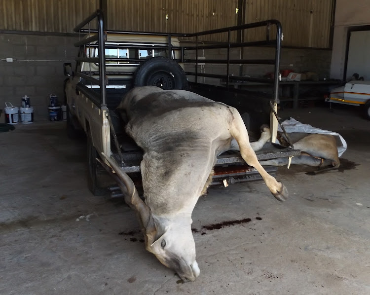 Two eland bulls killed outside the 2015 hunting season on Ryan Wall's game farm near Darling.