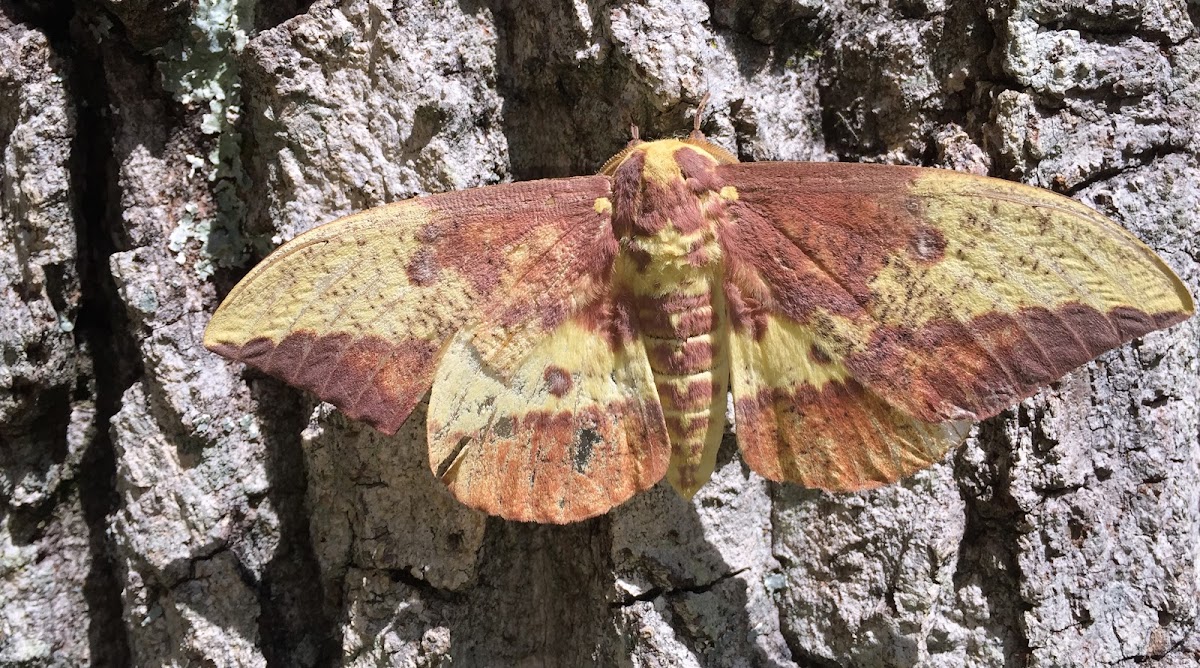 Imperial Moth