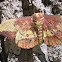 Imperial Moth