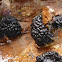 Jackrogersella Fungus