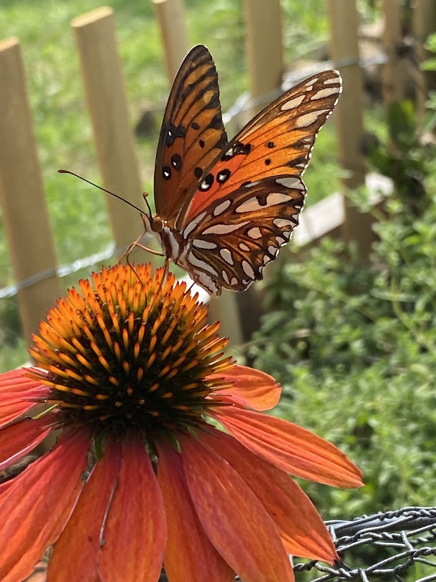 Gulf fritillary