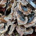 Turkey Tail