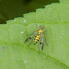 Long-Legged Fly