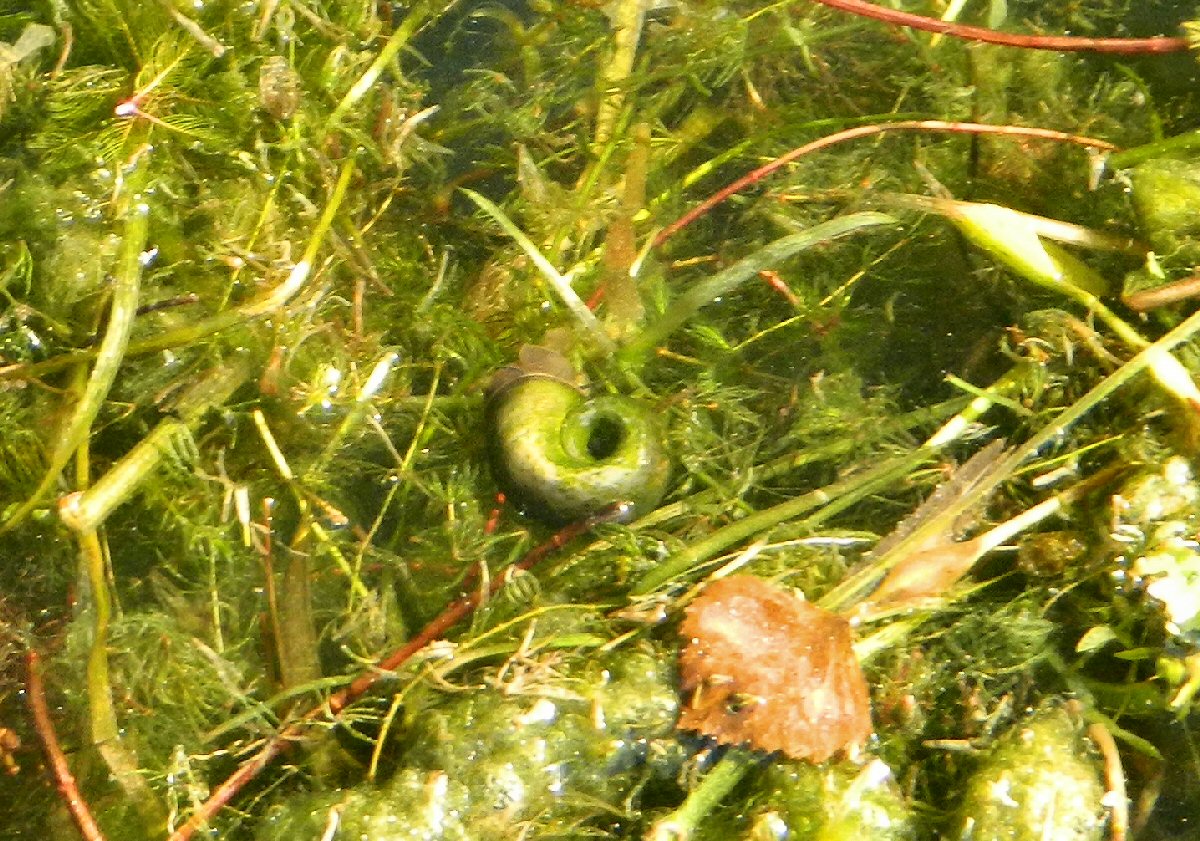 Planorbarius freshwater snail