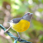 Bananaquit