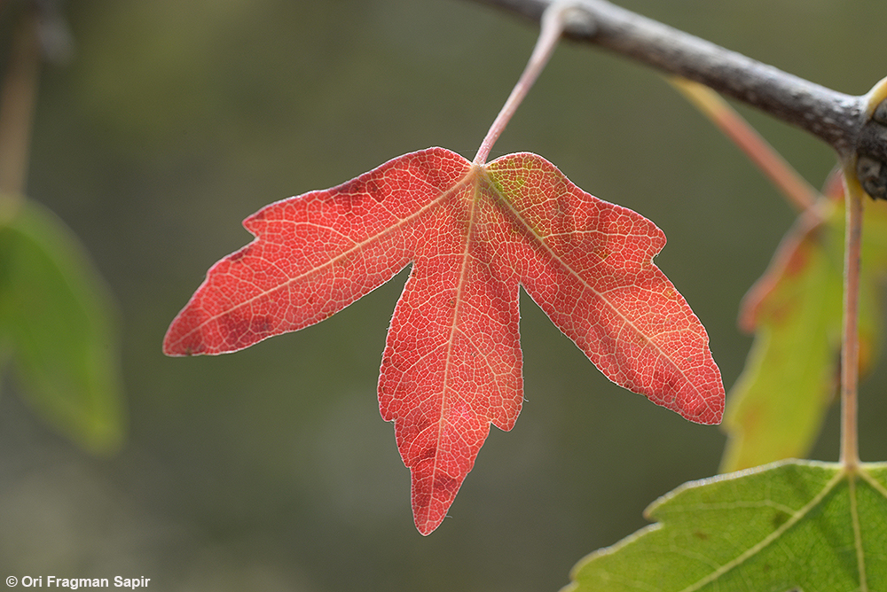 Small leaved maple