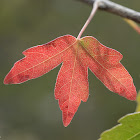 Small leaved maple