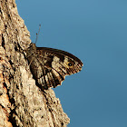 Great Banded Grayling