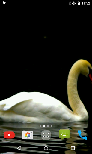 Screenshot Swan Video Live Wallpaper