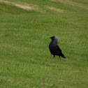 Western jackdaw