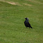 Western jackdaw