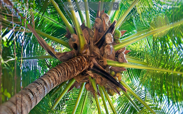 Palm Tree Wallpapers New Tab