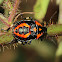 Shield Bug