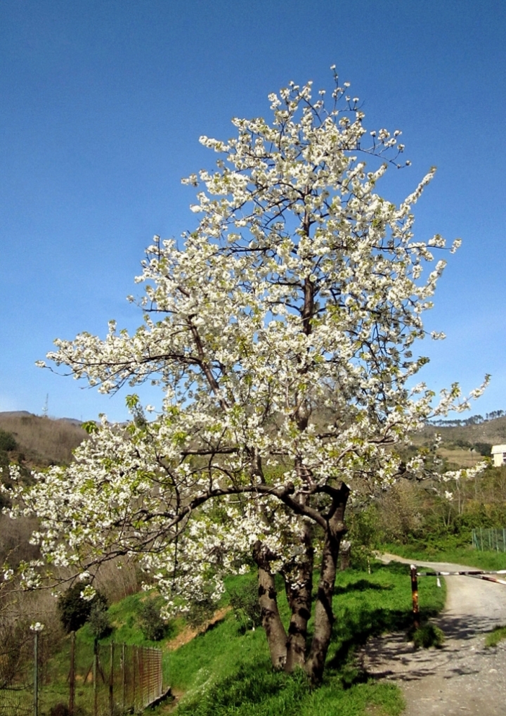 PRUNUS CERASUS IN FIORE di rafiki