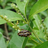 Flower chafer