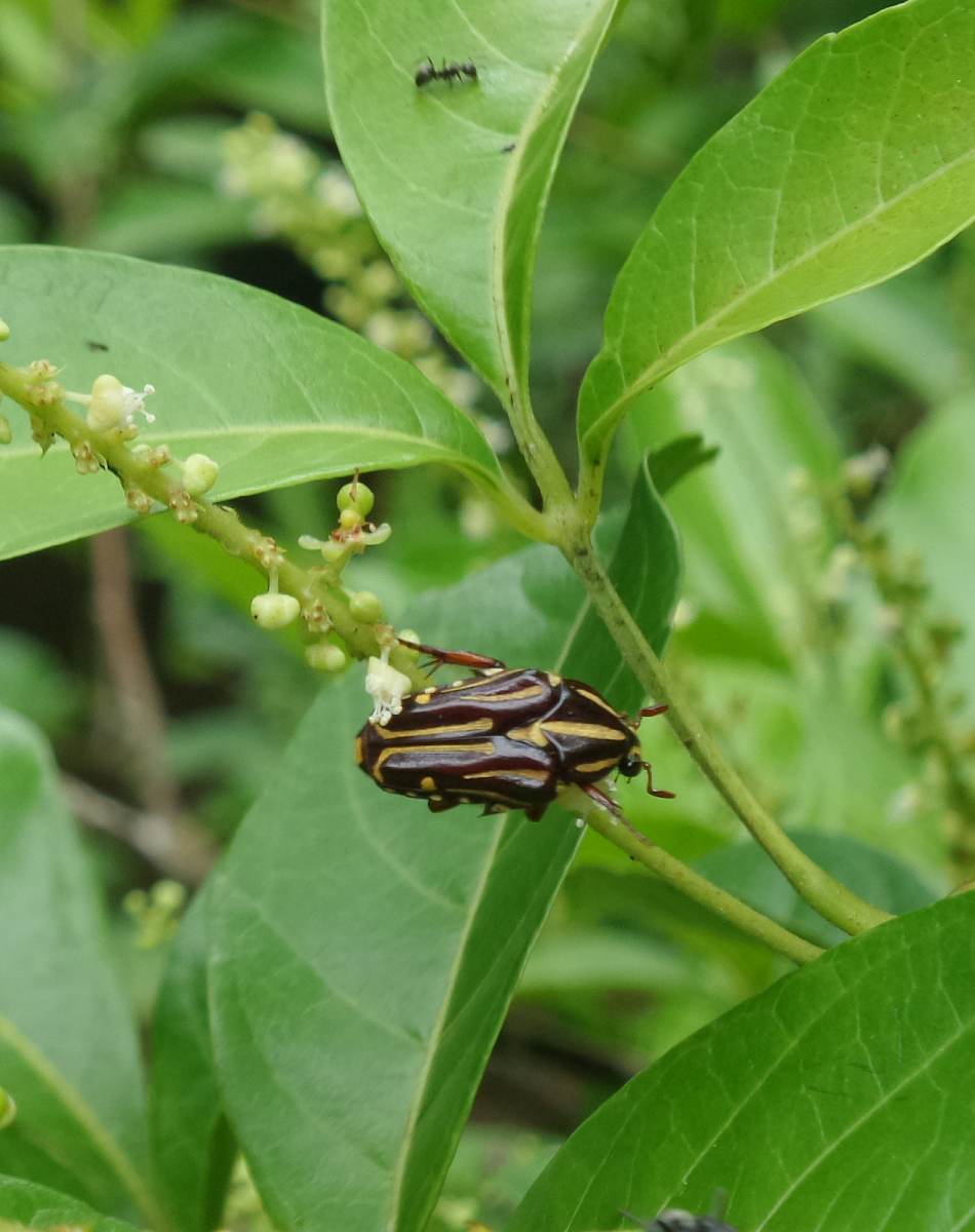 Flower chafer