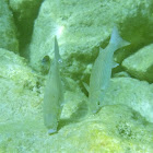 Golden Grey Mullet