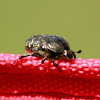 Scarab Flower Beetle