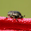 Scarab Flower Beetle