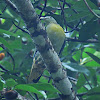 Large Green Pigeon