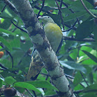 Large Green Pigeon