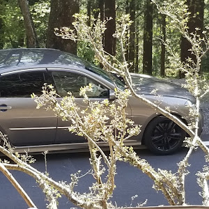 フーガ Y50