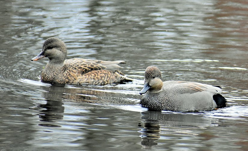 Gadwall