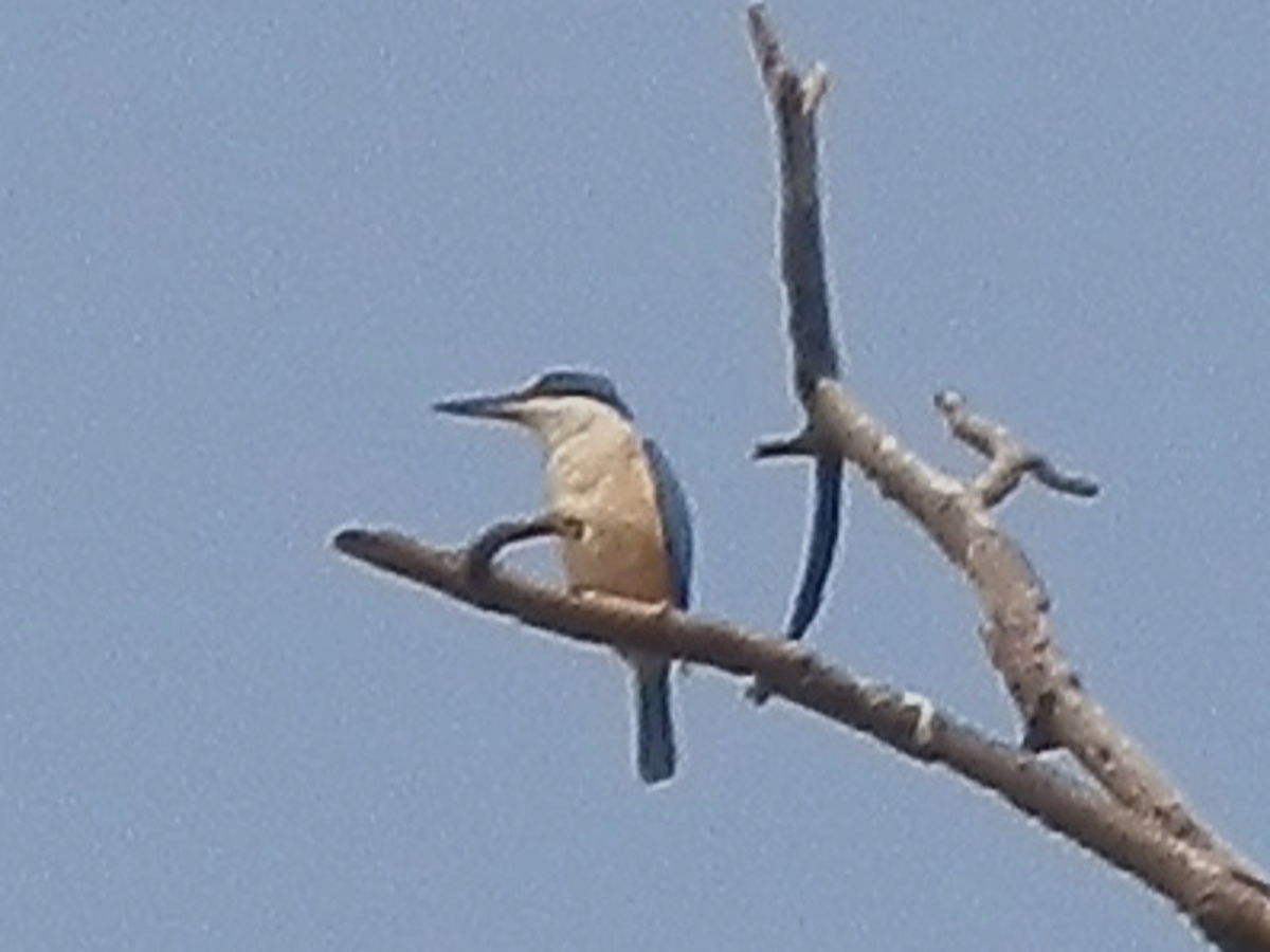 Sacred Kingfisher