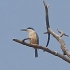 Sacred Kingfisher