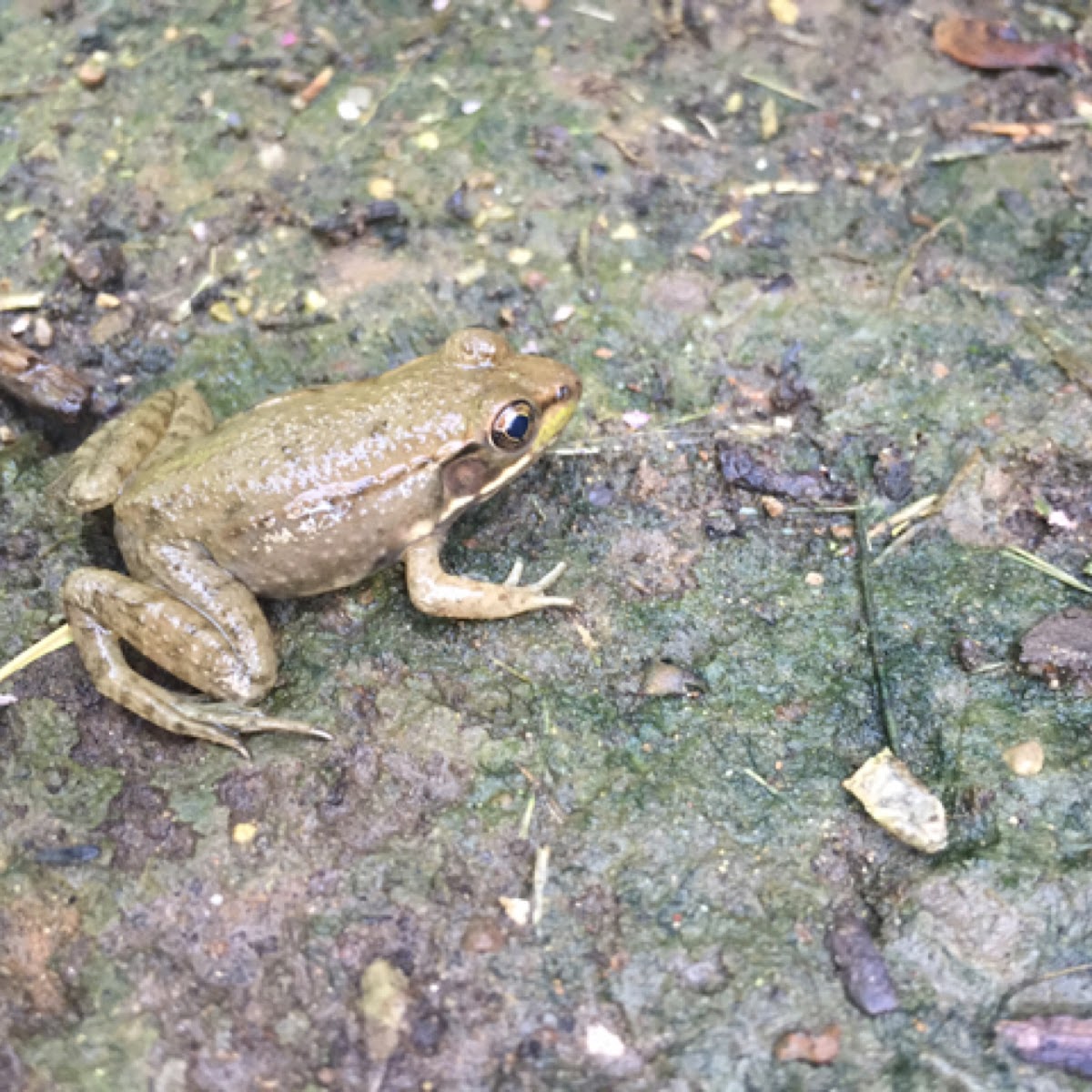 Green Frog