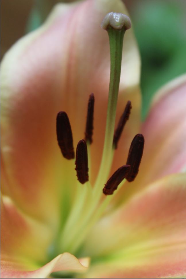 Lilium di dodina77